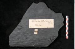 Foto (Detailansicht) von Lepidodendron veltheimiamum Sternbg. (NHMW-GEO-2024-0188-11033)